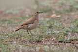 Rufous Hornero (Furnarius rufus)_Poussada Piuval, south of Poconé (Mato Grosso)