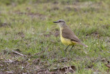 Cattle Tyrant (Machetornis rixosa)_near Poussada Piuval, south of Pocon (Mato Grosso)