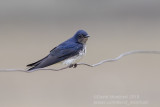 Gray-breasted Martin (Progne chalybea)_Poussada Piuval, south of Pocon (Mato Grosso)