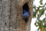 Hyacinth Macaw (Anodorhynchus hyacinthinus) in a Manduvi Tree (Sterculia apetala) nesting cavity_south of Pocon (Mato Grosso)