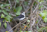 Black-backed Water Tyrant (Fluvicola albiventer)_near Poussada Piuval, south of Pocon (Mato Grosso)