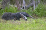 Giant Anteater (Myrmecophaga tridactyla)_near Poussada Piuval, south of Pocon (Mato Grosso)