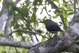 Zigzag Heron (Zebrilus undulatus)_Rio Pixaim close to Pantanal Mato Grosso Hotel, south of Pocon (Mato Grosso)