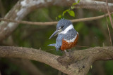 Ringed Kingfisher (Megaceryle torquata)_Rio Pixaim close to Pantanal Mato Grosso Hotel, south of Pocon (Mato Grosso)