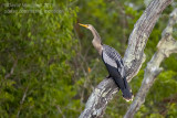 Anhinga (Anhinga anhinga)_Rio Pixaim close to Pantanal Mato Grosso Hotel, south of Poconé (Mato Grosso)