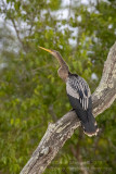 Anhinga (Anhinga anhinga)_Rio Pixaim close to Pantanal Mato Grosso Hotel, south of Poconé (Mato Grosso)