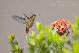 Buff-bellied Hermit (Phaethornis subochraceus)_near Pantanal Mato Grosso Hotel, south of Poconé (Mato Grosso)