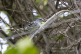 Large-billed Antwren (Herpsilochmus longirostris)(male)_near Pantanal Mato Grosso Hotel, south of Poconé (Mato Grosso)