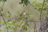 Chotoy Spinetail (Schoeniophylax phryganophilus)_near Pantanal Mato Grosso Hotel, south of Pocon (Mato Grosso)