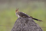 Guira Cuckoo (Guira guira)_near Pantanal Mato Grosso Hotel, south of Poconé (Mato Grosso)
