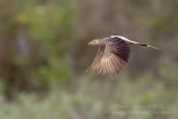 Guira Cuckoo (Guira guira)_near Pantanal Mato Grosso Hotel, south of Poconé (Mato Grosso)