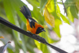 Orange-backed Troupial (Icterus croconotus)_near Pantanal Mato Grosso Hotel, south of Poconé (Mato Grosso)