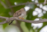 Long-tailed Ground Dove (Uropelia campestris)_Pantanal Mato Grosso Hotel, south of Poconé (Mato Grosso)