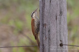 Narrow-billed Woodcreeper (Lepidocolaptes angustirostris)_near Pantanal Mato Grosso Hotel, south of Pocon (Mato Grosso)