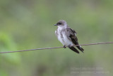 Brown-chested Martin (Progne tapera)_near Pantanal Mato Grosso Hotel, south of Poconé (Mato Grosso)