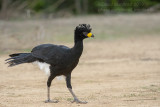 Bare-faced Currassow (Crax fasciolata)(male)_near Pantanal Mato Grosso Hotel, south of Pocon (Mato Grosso)