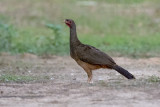 Chaco Chachalaca (Ortalis canicollis)_near Pantanal Mato Grosso Hotel, south of Poconé (Mato Grosso)