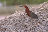 Rufescent Tiger Heron (Tigrisoma lineatum)_Rio Pixaim close to Pantanal Mato Grosso Hotel, south of Pocon (Mato Grosso)