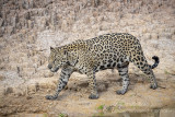 South American Jaguar (Panthera onca)(female)_Cuiaba river south of Porto Jofre (Mato Grosso) 