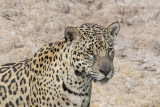 South American Jaguar (Panthera onca)(female)_Cuiaba river south of Porto Jofre (Mato Grosso)