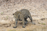 South American Jaguar (Panthera onca)(female)_Cuiaba river south of Porto Jofre (Mato Grosso)