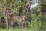 South American Jaguar (Panthera onca)(female)_Cuiaba river south of Porto Jofre (Mato Grosso) 