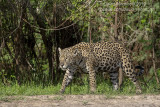 South American Jaguar (Panthera onca)(female)_Cuiaba river south of Porto Jofre (Mato Grosso) 