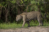 South American Jaguar (Panthera onca)(female)_Cuiaba river south of Porto Jofre (Mato Grosso)
