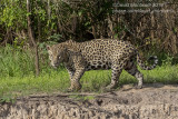 South American Jaguar (Panthera onca)(female)_Cuiaba river south of Porto Jofre (Mato Grosso)