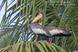 Buff-necked Ibises (Theristicus caudatus)_ near Pantanal Mato Grosso Hotel, south of Pocon (Mato Grosso)