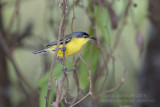 Common Tody-flycatcher (Todirostrum cinereum)_along the Transpantaneira road, south of Poconé (Mato Grosso)