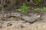 Yacare Caiman (Caiman yacare)_Cuiaba river south of Porto Jofre (Mato Grosso)