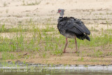 Southern Screamer (Chauna torquata)_Cuiaba river close to Hotel Pantanal Norte, Porto Jofre (Mato Grosso)