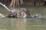 Giant Otter (Pteronura brasiliensis) family_Cuiaba river, south of Porto Jofre (Mato Grosso)