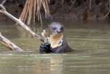 Giant Otter (Pteronura brasiliensis)_Cuiaba river, south of Porto Jofre (Mato Grosso)