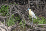 Capped Heron (Pilherodius pileatus)_Cuiaba river, south of Porto Jofre (Mato Grosso)