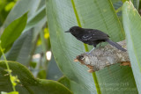 Mato Grosso Antbird (Cercomacra melanaria)(male)_along the Transpantaneira road, south of Pocon (Mato Grosso)