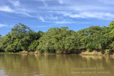 Gallery forest habitat along the Cuiaba River, Porto Jofre (Mato Grosso)