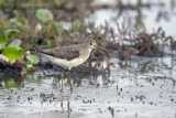 Solitary Sandpiper (Tringa solitaria)_close to Hotel Pantanal Norte, Porto Jofre (Mato Grosso)