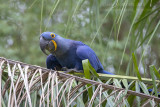 Hyacinth Macaw (Anodorhynchus hyacinthinus)_Hotel Pantanal Norte, Porto Jofre (Mato Grosso)