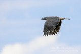 Crane Hawk (Geranospiza caerulescens)_along the Transpantaneira road, south of Pocon (Mato Grosso) 