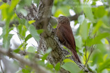 Straight-billed Woodcreeper (Dendroplex picus)_along the Transpantaneira road, south of Poconé (Mato Grosso)