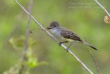 Brown-crested Flycatcher (Myarchus tyrannulus)_along the Transpantaneira road, south of Poconé (Mato Grosso)