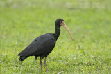 Bare-faced Ibis (Phimosus infuscatus)_Rio Claro Lodge, south of Poconé (Mato Grosso)