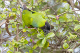 Nanday Parakeet (Nandayus nenday)_Rio Claro Lodge, south of Poconé (Mato Grosso)