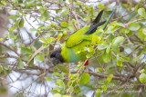 Nanday Parakeet (Nandayus nenday)_Rio Claro Lodge, south of Poconé (Mato Grosso)