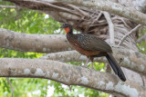 Chestnut-bellied Guan (Penelope ochrogaster)_Rio Claro Lodge, south of Poconé (Mato Grosso)