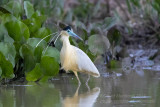 Capped Heron (Pilherodius pileatus)_near Pouso Alegre, south of Poconé (Mato Grosso)