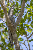 Great Potoo (Nyctibius grandis)_near Pouso Alegre Lodge, south of Pocon (Mato Grosso)