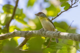 Rufous-browed Peppershrike (Cyclarhis gujanensis)_Vale da Bençao, Chapada dos Guimarães NP (Mato Grosso)